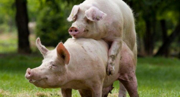 Jak zjistit, zda prase řádilo, kolik dní a v jakém věku